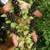 Evergreen Huckleberry (Vaccinium Ovatum) -3 Gallon Pot