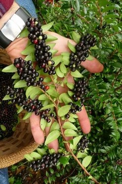 Evergreen Huckleberry (Vaccinium Ovatum) -3 Gallon Pot