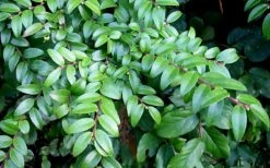 Evergreen Huckleberry (Vaccinium Ovatum) -3 Gallon Pot -Wilson Bros Gardens Shop vaccinium ovatum evergreen huckleberry 12