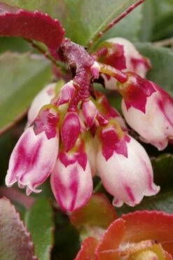 Evergreen Huckleberry (Vaccinium Ovatum) -3 Gallon Pot -Wilson Bros Gardens Shop vaccinium ovatum evergreen huckleberry 4