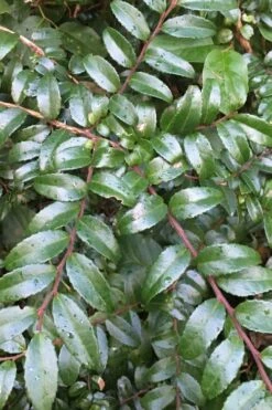 Evergreen Huckleberry (Vaccinium Ovatum) -3 Gallon Pot -Wilson Bros Gardens Shop vaccinium ovatum evergreen huckleberry 7