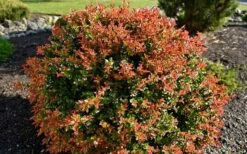 Evergreen Huckleberry (Vaccinium Ovatum) -3 Gallon Pot -Wilson Bros Gardens Shop vaccinium ovatum evergreen huckleberry 8