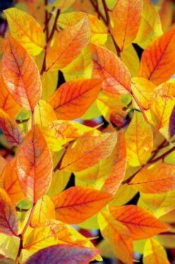 Bluejay Highbush Blueberry - 1 Gallon Pot -Wilson Bros Gardens Shop vaccinum corymbosum bluejay highbush blueberry 2