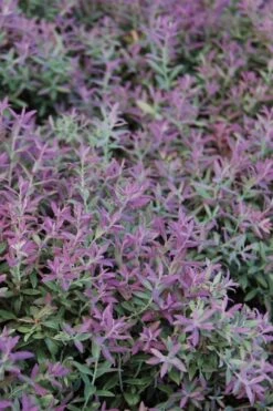 Rosa's Blush Blueberry (Vaccinium Darrowii) - 3 Gallon Pot -Wilson Bros Gardens Shop vaccinum darrowii rosas blush blueberry 1