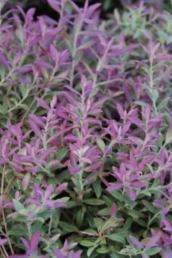 Rosa's Blush Blueberry (Vaccinium Darrowii) - 3 Gallon Pot