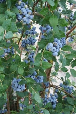 Sweetheart Blueberry Bush (Re-Fruiting) - 3 Gallon Pot -Wilson Bros Gardens Shop vaccinum sweetheart blueberry bush 2