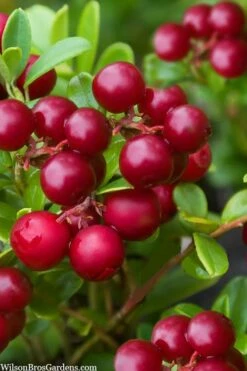 Red Candy Ligonberry (Vaccinum Vitis-idaea) - 1 Gallon -Wilson Bros Gardens Shop vaccinum vitis idaea red candy ligonberry 2