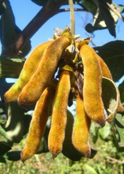 Velvet Bean (Mucuna Pruriens) -Wilson Bros Gardens Shop velvet bean mucana pruriens