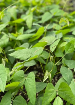 Velvet Bean (Mucuna Pruriens) -Wilson Bros Gardens Shop velvetbeanPlantSowExotic