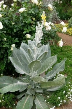 Giant Silver Mullien (Verbascum Bombyciferum) - 1 Gallon Pot -Wilson Bros Gardens Shop verbascum bombyciferum giant silver mullien 2