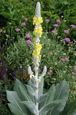Giant Silver Mullien (Verbascum Bombyciferum) - 1 Gallon Pot -Wilson Bros Gardens Shop verbascum bombyciferum giant silver mullien 3