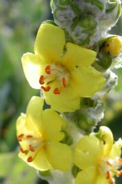 Giant Silver Mullien (Verbascum Bombyciferum) - 1 Gallon Pot -Wilson Bros Gardens Shop verbascum bombyciferum giant silver mullien 5