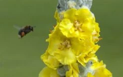 Giant Silver Mullien (Verbascum Bombyciferum) - 1 Gallon Pot -Wilson Bros Gardens Shop verbascum bombyciferum giant silver mullien 7