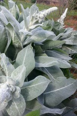 Giant Silver Mullien (Verbascum Bombyciferum) - 1 Gallon Pot -Wilson Bros Gardens Shop verbascum bombyciferum giant silver mullien 8