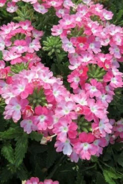 EnduraScape Pink Fizz Verbena - 10 Pack Of Pint Pots