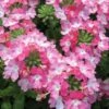 EnduraScape Pink Fizz Verbena - 5 Pack Of Pint Pots