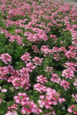 EnduraScape Pink Fizz Verbena - 10 Pack Of Pint Pots -Wilson Bros Gardens Shop verbena endurascape pink fizz 2 1