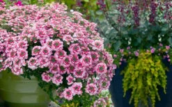EnduraScape Pink Fizz Verbena - 5 Pack Of Pint Pots -Wilson Bros Gardens Shop verbena endurascape pink fizz 3