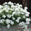 EnduraScape White Verbena - 10 Pack Of Pint Pots