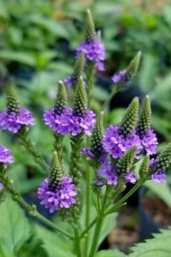Swamp Verbena (Blue Vervain) - 1 Gallon Pot -Wilson Bros Gardens Shop verbena hastata swamp blue vervain 6