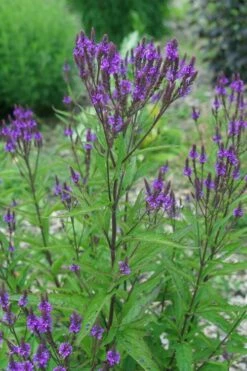 Swamp Verbena (Blue Vervain) - 1 Gallon Pot -Wilson Bros Gardens Shop verbena hastata swamp blue vervain 7