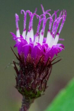 New York Ironweed (Vernonia Noveboracensis) - 8 Pack Of 1 Gallon Pots -Wilson Bros Gardens Shop vernonia noveboracensis new york iron weed 13 1