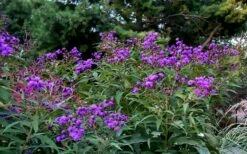 New York Ironweed (Vernonia Noveboracensis) - 1 Gallon Pot -Wilson Bros Gardens Shop vernonia noveboracensis new york iron weed 18
