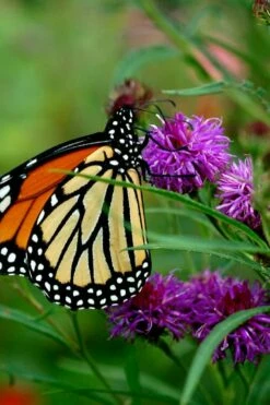 New York Ironweed (Vernonia Noveboracensis) - 8 Pack Of 1 Gallon Pots -Wilson Bros Gardens Shop vernonia noveboracensis new york iron weed 19 1