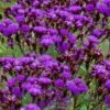 New York Ironweed (Vernonia Noveboracensis) - 8 Pack Of 1 Gallon Pots