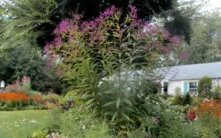 New York Ironweed (Vernonia Noveboracensis) - 1 Gallon Pot -Wilson Bros Gardens Shop vernonia noveboracensis new york iron weed 21