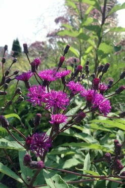 New York Ironweed (Vernonia Noveboracensis) - 1 Gallon Pot -Wilson Bros Gardens Shop vernonia noveboracensis new york iron weed 4