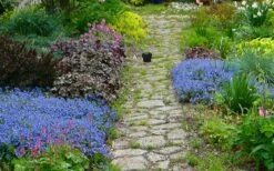 Georgia Blue Veronica Umbrosa - 6 Pack Of 1 Gallon Pots -Wilson Bros Gardens Shop veronica peduncularis georgia blue speedwell 1