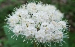 Maple Leaf Viburnum - 3 Pack Of 1.5 Quart Pots -Wilson Bros Gardens Shop viburnum acerifolium maple leaf 15