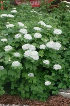 Maple Leaf Viburnum - 3 Pack Of 1.5 Quart Pots -Wilson Bros Gardens Shop viburnum acerifolium maple leaf 16