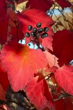 Maple Leaf Viburnum - 3 Pack Of 1.5 Quart Pots -Wilson Bros Gardens Shop viburnum acerifolium maple leaf 2