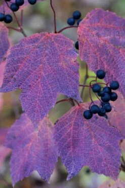 Maple Leaf Viburnum - 3 Pack Of 1.5 Quart Pots -Wilson Bros Gardens Shop viburnum acerifolium maple leaf 3
