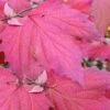 Maple Leaf Viburnum - 3 Gallon Pot