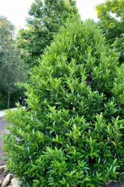 Mirror Leaf Sweet Viburnum - 7 Gallon Pot (2-3') -Wilson Bros Gardens Shop viburnum awabuki chindo 3