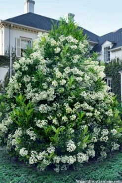 Mirror Leaf Sweet Viburnum - 7 Gallon Pot (2-3')