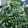 Mirror Leaf Sweet Viburnum - 3 Gallon Pot