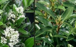 Mirror Leaf Sweet Viburnum - 7 Gallon Pot (2-3') -Wilson Bros Gardens Shop viburnum awabuki chindo 4