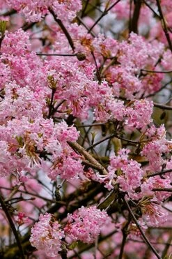 Pink Dawn Fragrant Viburnum - 5 Gallon Pot -Wilson Bros Gardens Shop viburnum bodnantense dawn 1 1