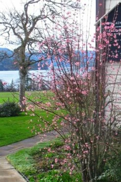 Pink Dawn Fragrant Viburnum - 5 Gallon Pot -Wilson Bros Gardens Shop viburnum bodnantense dawn 13 1