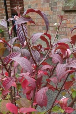 Pink Dawn Fragrant Viburnum - 5 Gallon Pot -Wilson Bros Gardens Shop viburnum bodnantense dawn 15 1