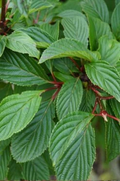 Pink Dawn Fragrant Viburnum - 5 Gallon Pot -Wilson Bros Gardens Shop viburnum bodnantense dawn 16 1