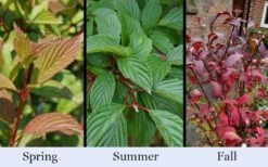 Pink Dawn Fragrant Viburnum - 5 Gallon Pot -Wilson Bros Gardens Shop viburnum bodnantense dawn 19 1