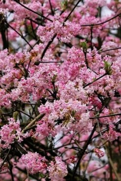 Pink Dawn Fragrant Viburnum - 5 Gallon Pot -Wilson Bros Gardens Shop viburnum bodnantense dawn 4 1