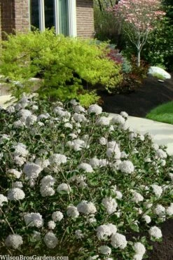 Spice Baby Koreanspice Viburnum - 1 Gallon Pot 9 Spice Baby Koreanspice Viburnum - 1 Gallon Pot -Wilson Bros Gardens Shop viburnum carleseii spice baby 7