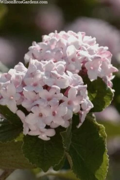 Spice Baby Koreanspice Viburnum - 3 Gallon Pot