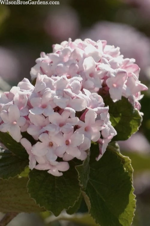 Spice Baby Koreanspice Viburnum - 1 Gallon Pot 1 Spice Baby Koreanspice Viburnum - 1 Gallon Pot